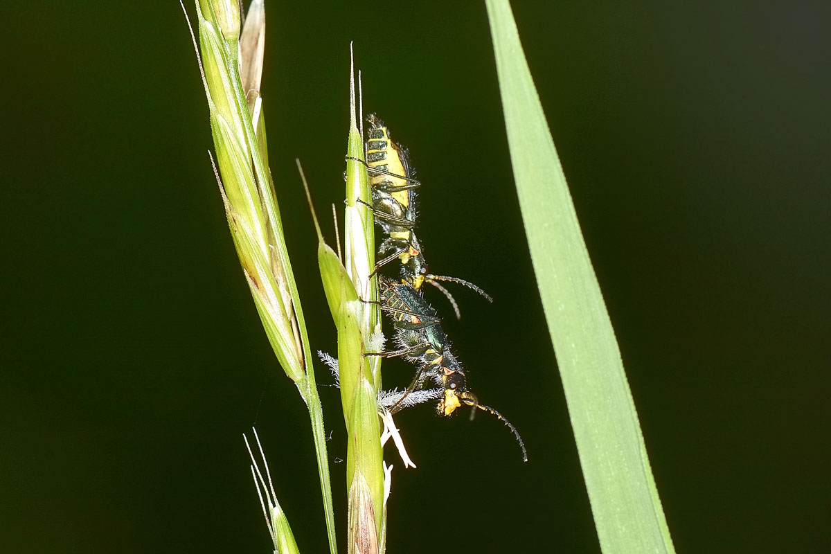 Tenere effusioni tra Malachiidae: Clanoptilus emarginatus